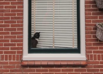 Cat in a window